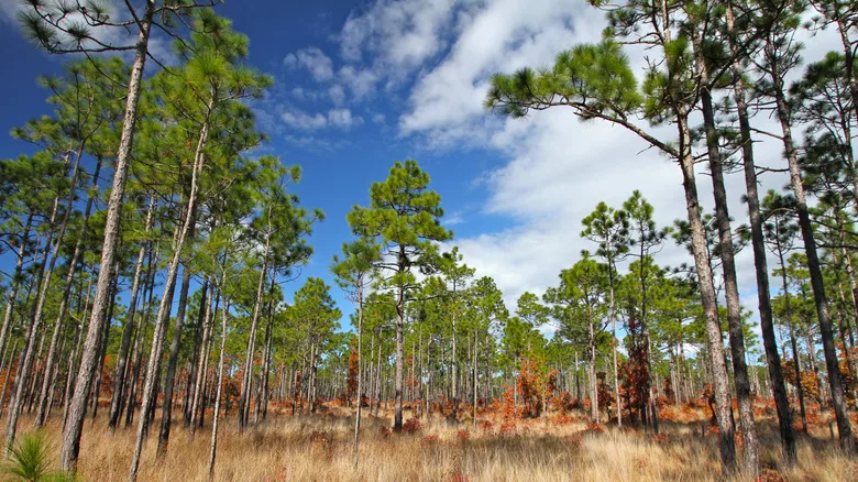 Longleaf pines in Croatan National Forest, North Carolina