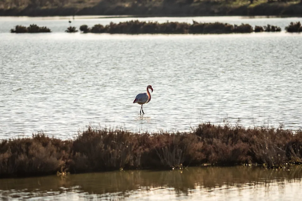 A flamingo in Delta po Park