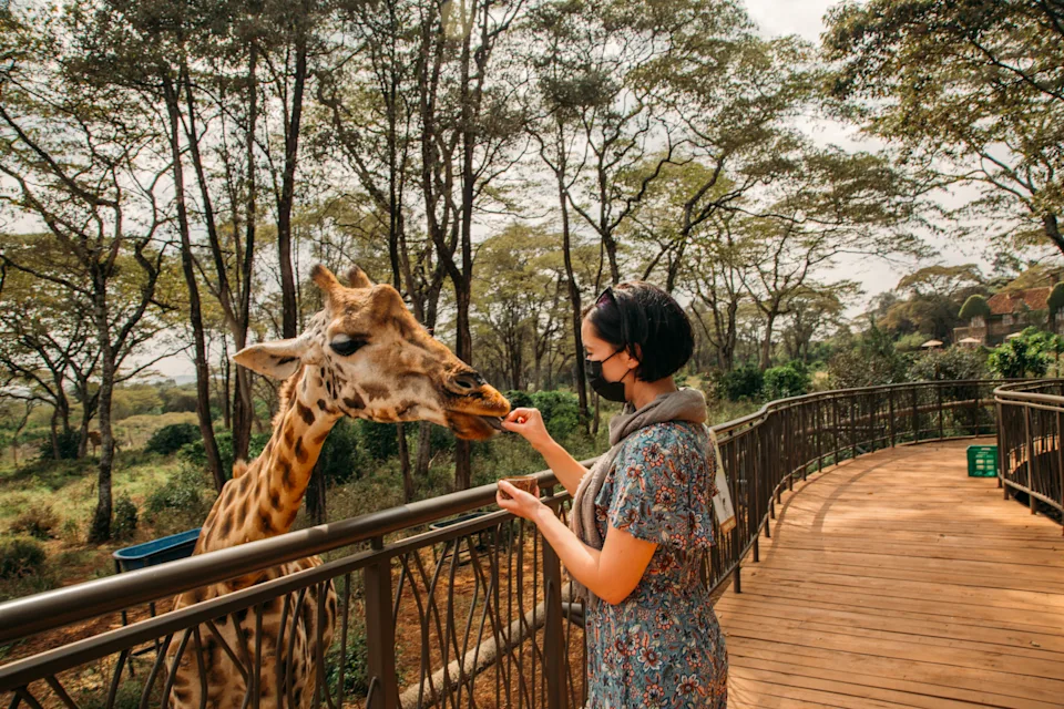 Feeding the giraffe at the Giraffe centre