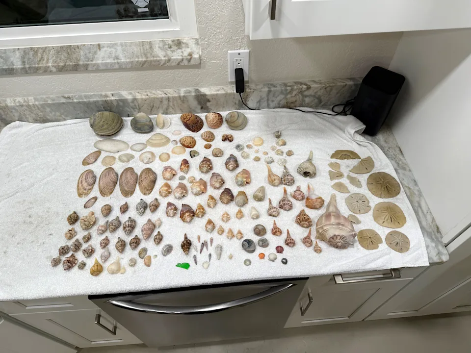 These are just some of the shells 8-year-old Ella Cline collected when she and her family were vacation at Fort Myers Beach in May. She is from Las Vegas. One of her finds was the rare junonia shell.