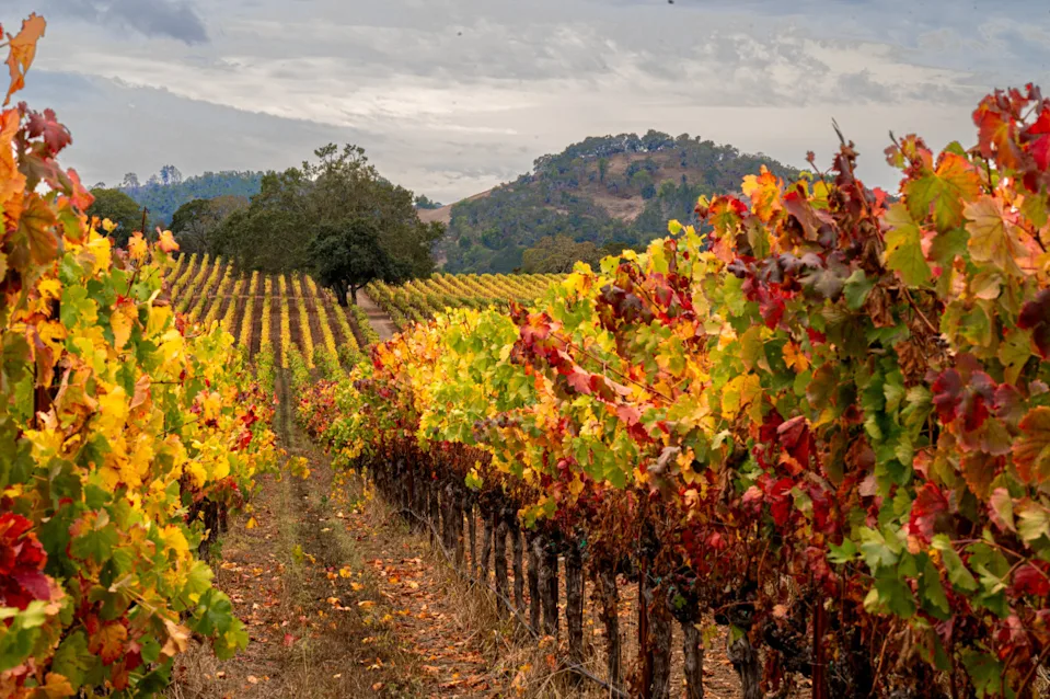 Photo by Gary Saxe on Getty Images