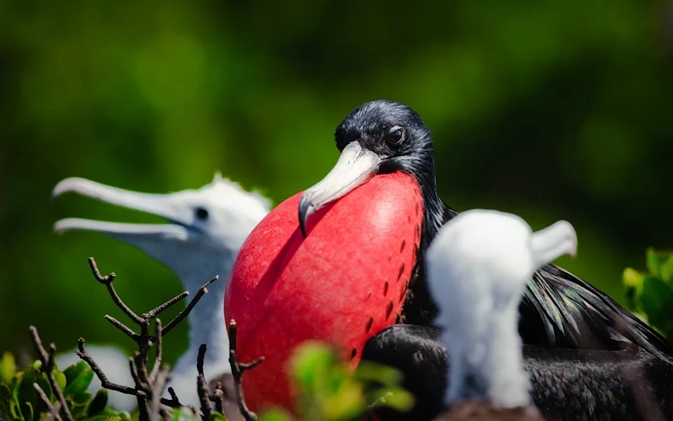 Magnificent Frigatebirds (Fregata magnificens), Codrington Lagoon, Barbuda, Antigua & Barbuda