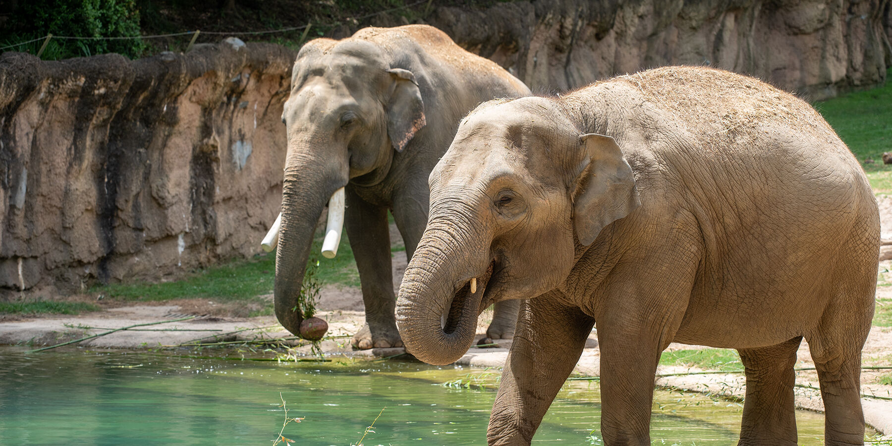 Asian elephants in the Elephant Trails exhibit at the Smithsonian's National Zoo L to R: Spike, Nhi-Linh.