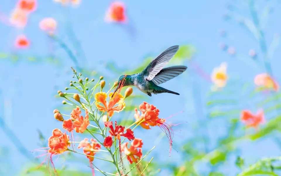 Blue-chinned Sapphire hummingbird, chlorestes notata, pollinating tropical Pride of Barbados flowers in the sunlight with blue sky