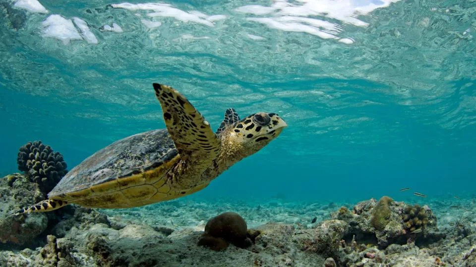 Hawksbill Turtle (Eretmochelys imbricata) Swimming in Shallow Water. Helengeli, North Male Atoll, Maldives
