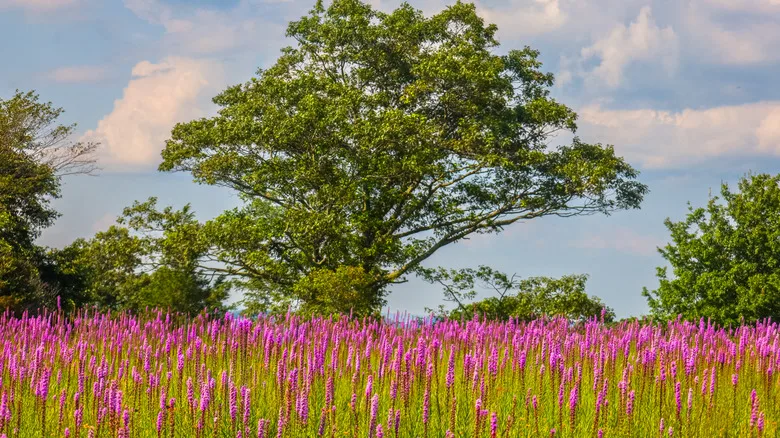 Blooming wildflowers in Doughton Park