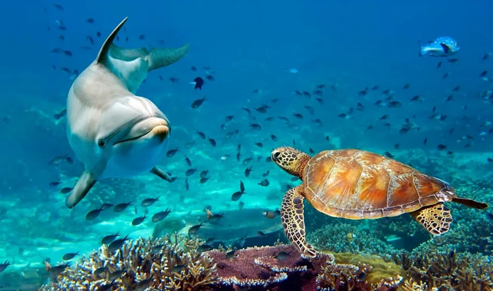 A dolphin and a sea turtle underwater.
