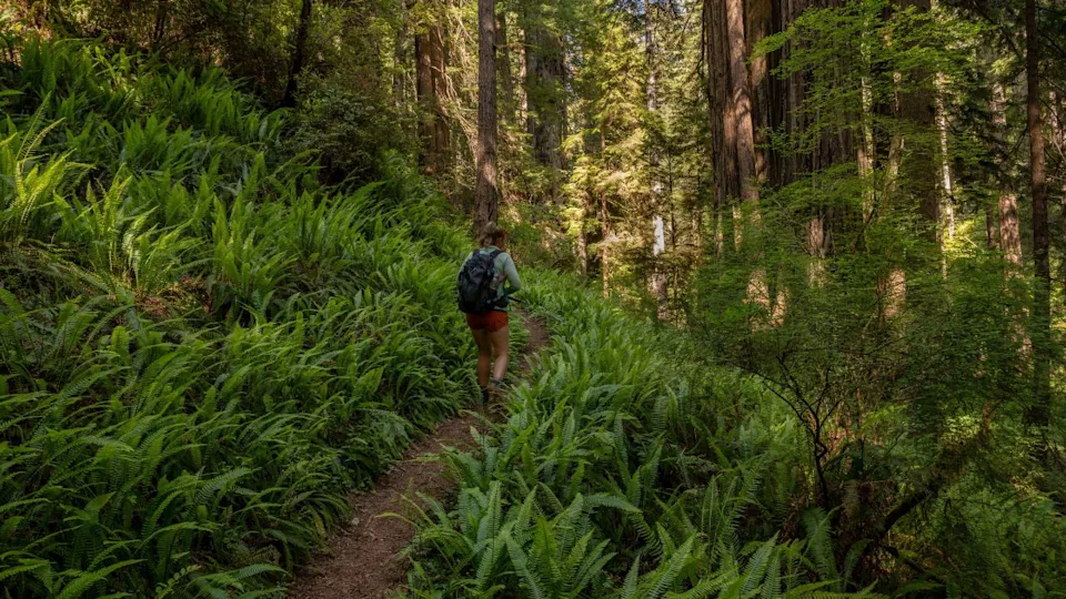 Hiker Passes Through Thick Fern Grove In Redwood National Park