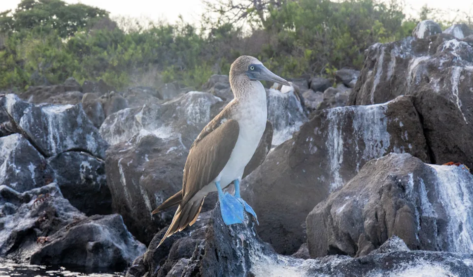 Ariana Grande is obsessed with bird watching—here are the best places to try it
