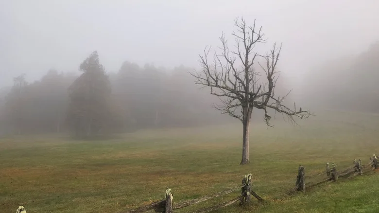 A foggy morning near Rocky Knob Campground