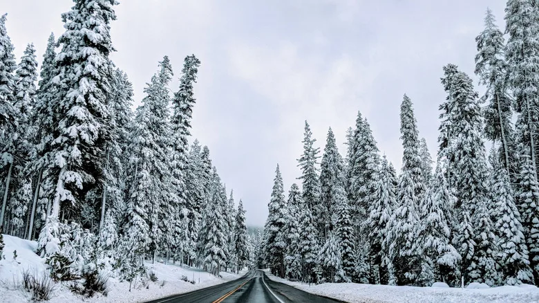 Slick road passes through snowy forest