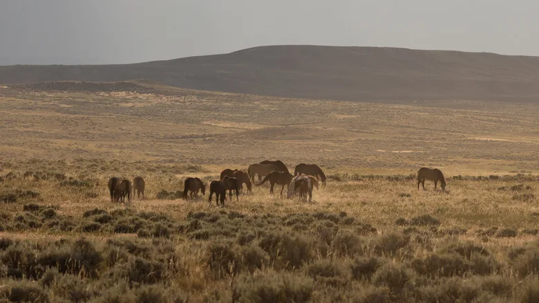 A flat expanse in Wyoming with grazing horses in the distance