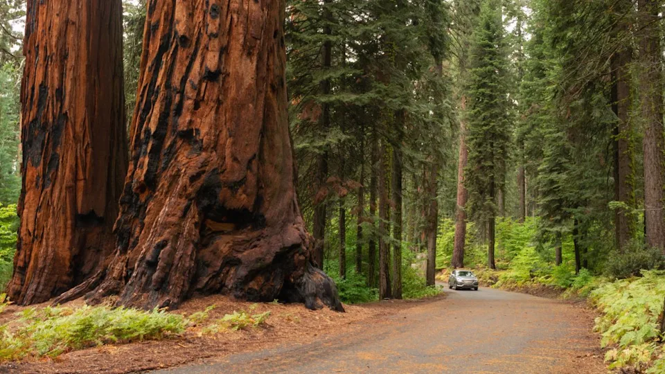 Sequoia National Park
