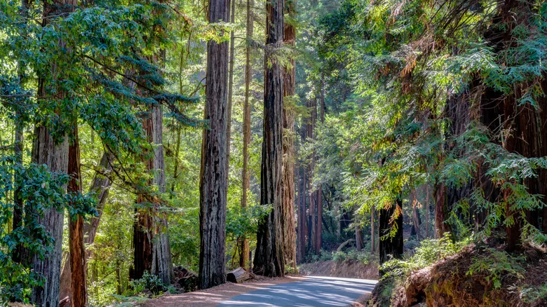 Towering redwoods near Santa Cruz