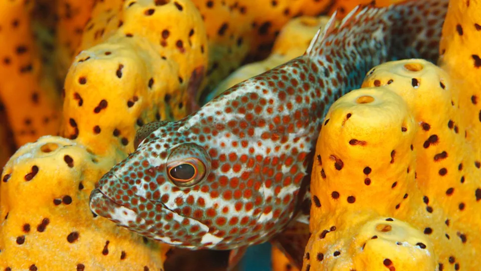 Graysby Hiding in a Group of Sponges - Bonaire