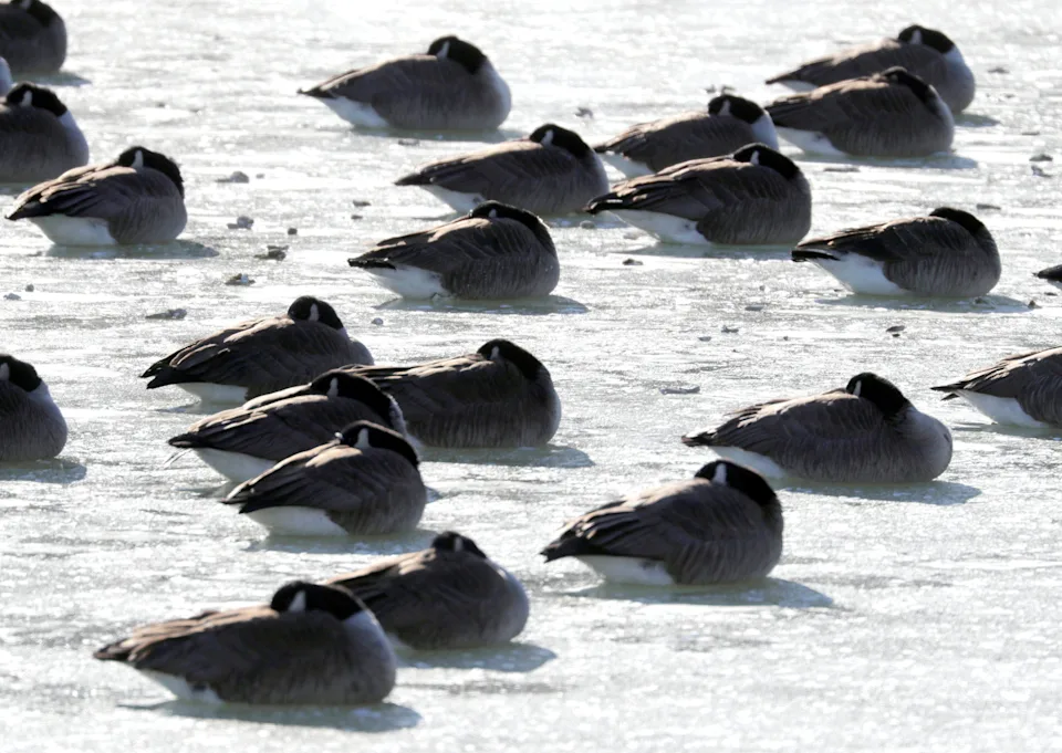 Canada Geese huddle to stay warm during the cold snap, Tuesday, Jan. 21, 2025, in Two Rivers, Wis.