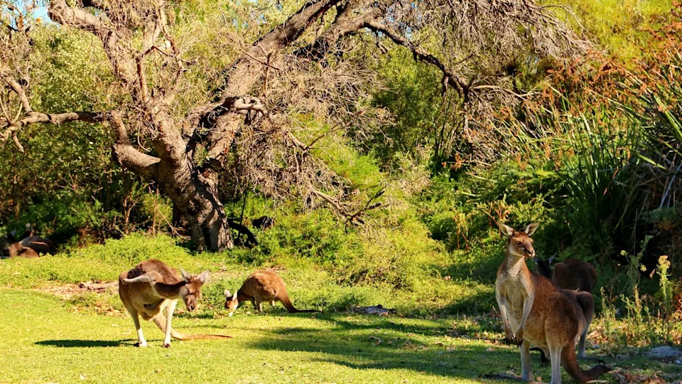 Kangaroos in Australia
