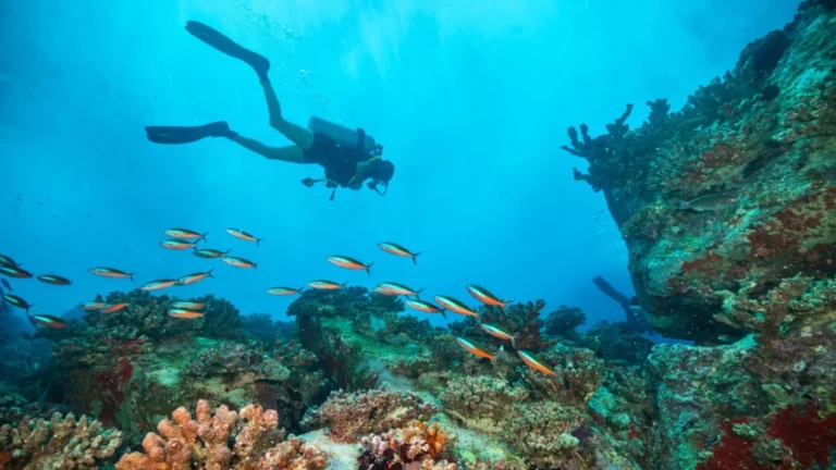 15 Best Destinations to Discover Marine Life