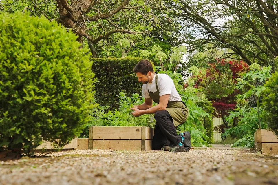 Lucknam Park, Emblems Collection A chef harvesting from the herb garden.