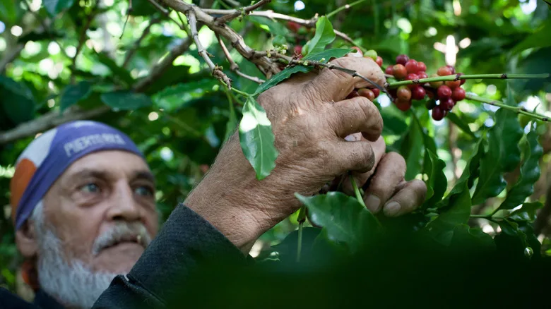 Elderly man picks coffee beans in Puerto Rico