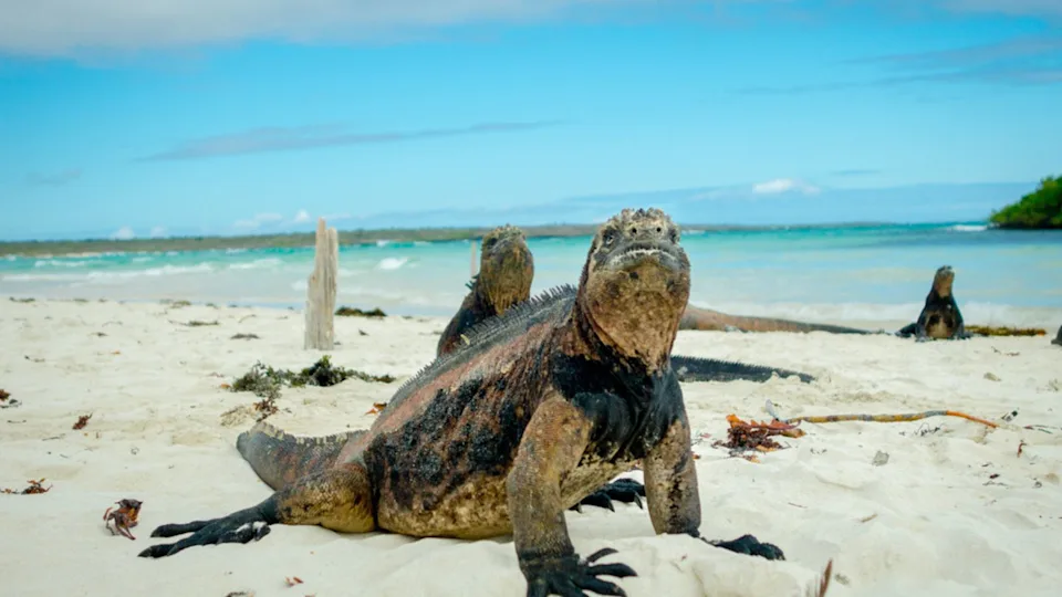 Beautiful iguana resting in the beach santa cruz galapagos
