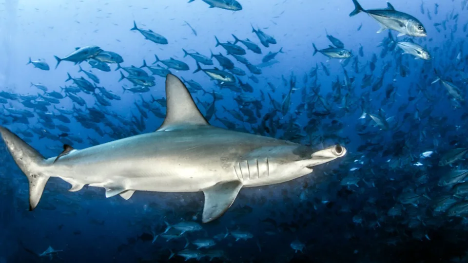 Hammerhead Shark at Cocos Island, Costa Rica