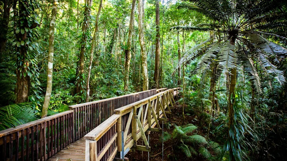 The famous Jindalba Boardwalk thru ancient rainforest in the Daintree region of Queensland, Australia
