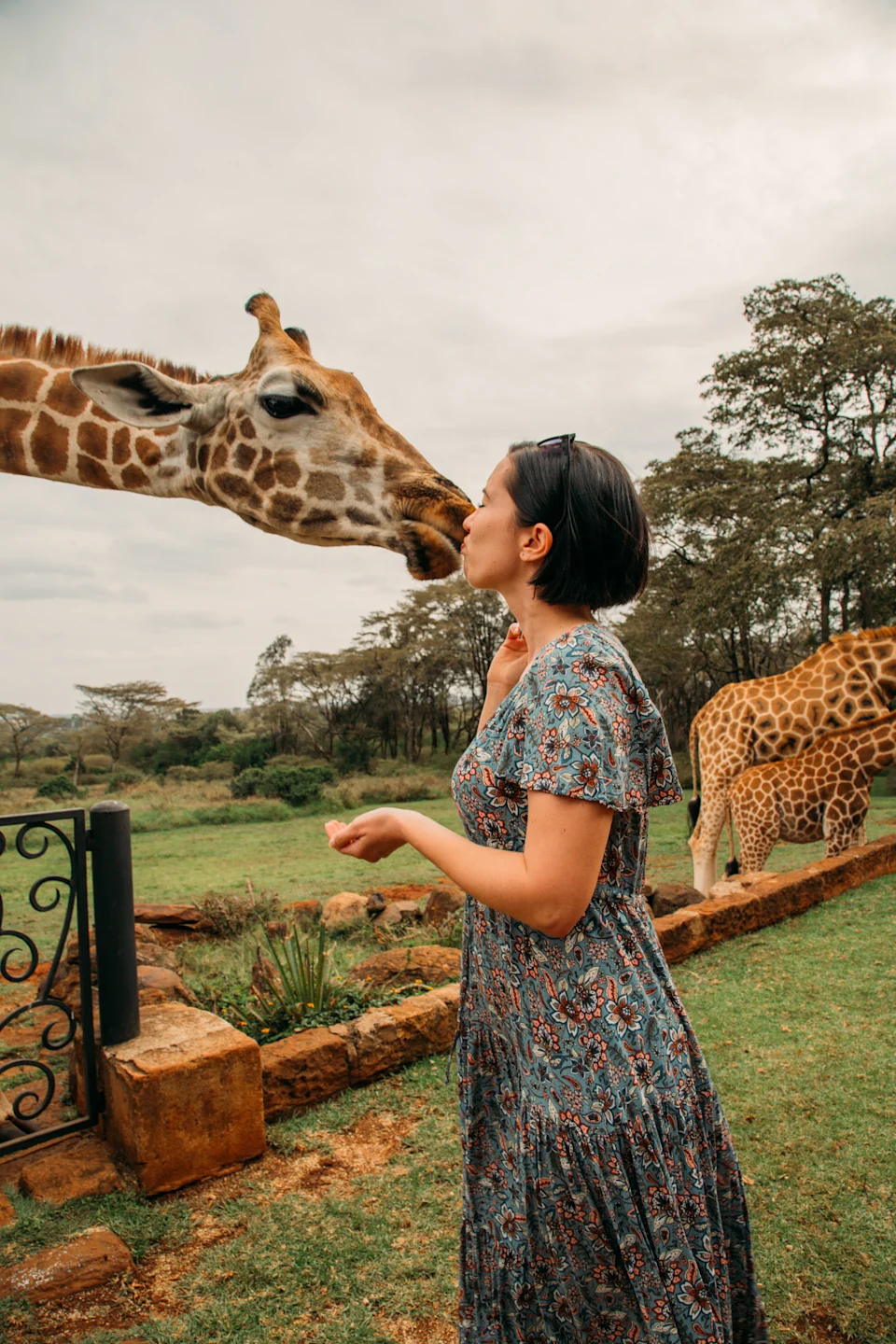 kissing a giraffe at giraffe manor!