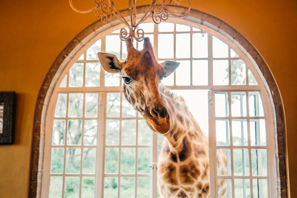 Giraffe poking its head throw a window at Giraffe Manor