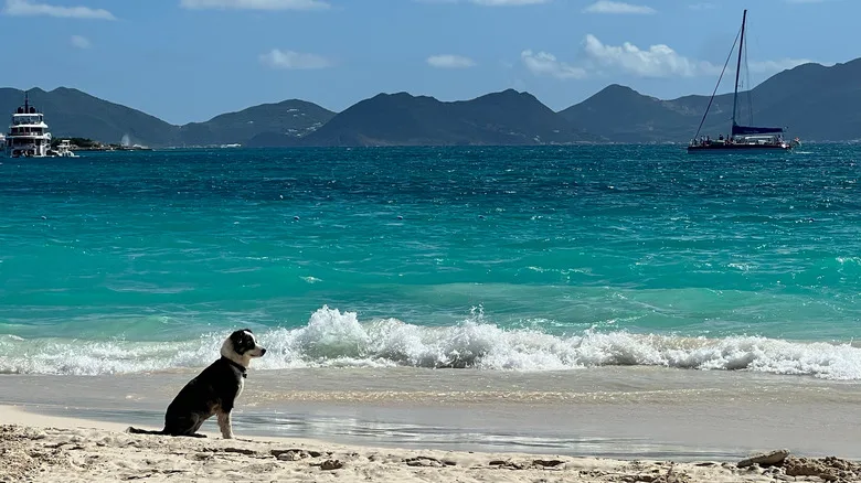 Dog looks out at the sea in Anguilla