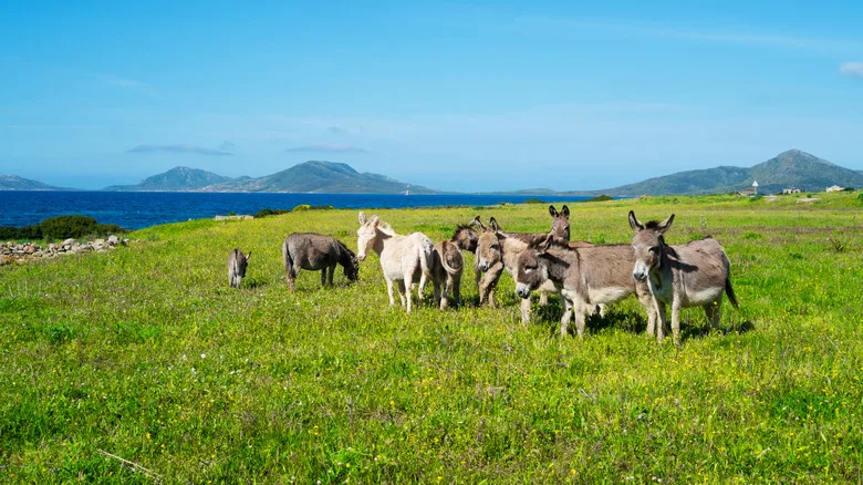 Endemic donkeys roam free on Asinara island Italy