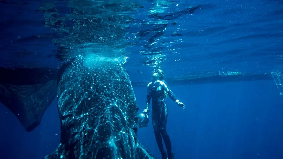 The region has become increasingly popular with people “who want to be blown away” by the insane amount of underwater life, says Carolyn Coenen of Wilderness Travel. - Diana Himmelspach/Wildnerness Travel