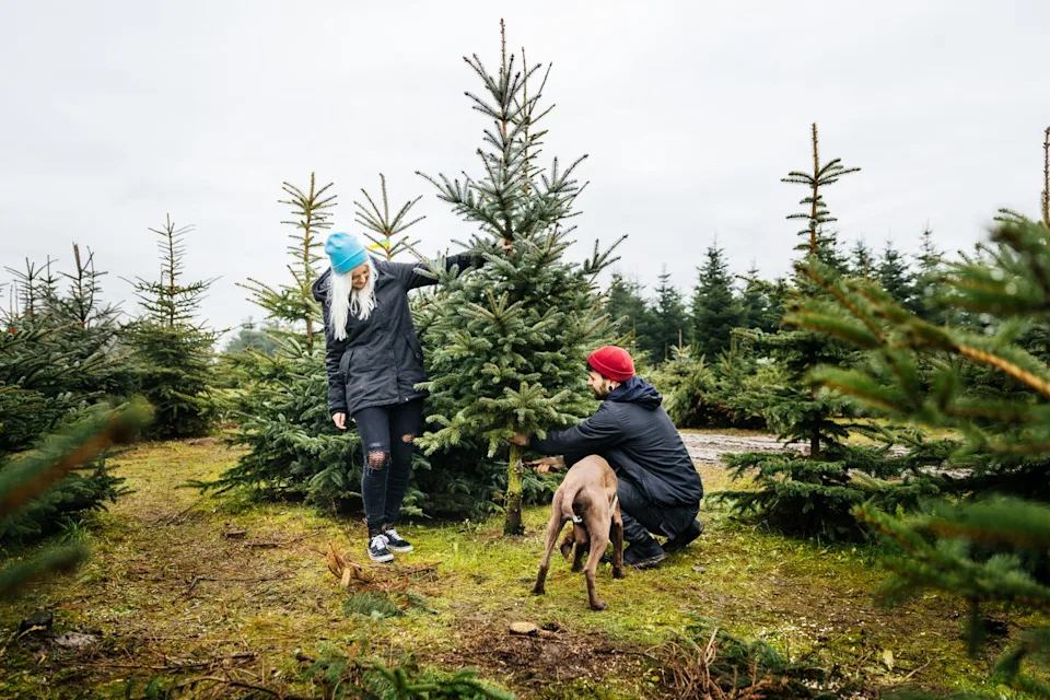 young couple cutting down pine tree to take home for christmas