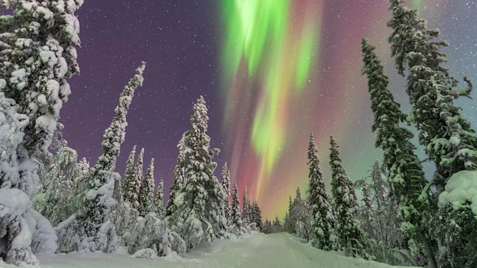 Northern Lights (Aurora Borealis) dancing in the starry night sky above the frozen forest, Tjautjas, Gallivare municipality, Norrbotten county, Swedish Lapland, Sweden, Scandinavia, Europe