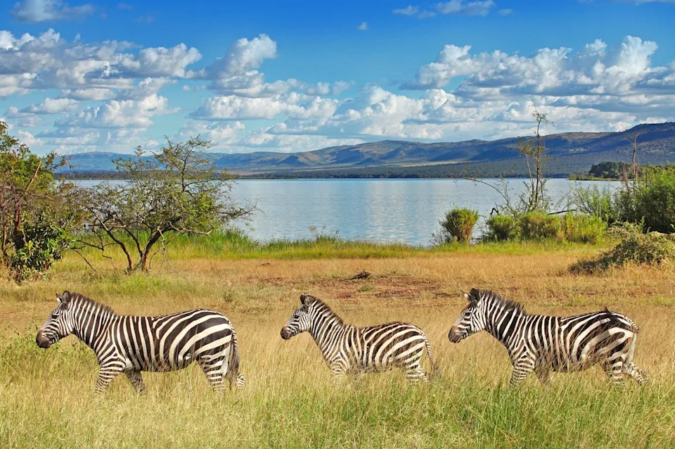 narvikk/Getty Images Zebras at Akagera National Park in Rwanda.