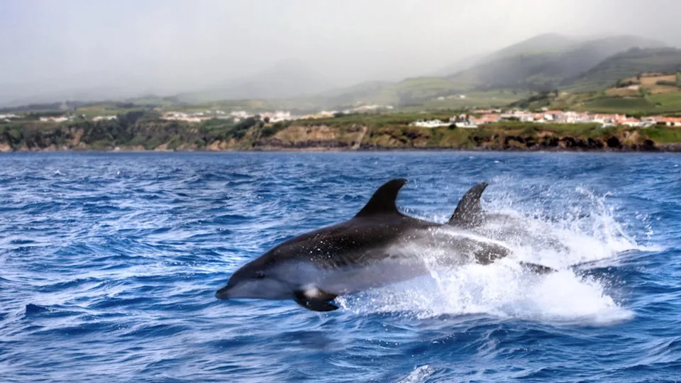 Jumping dolphin