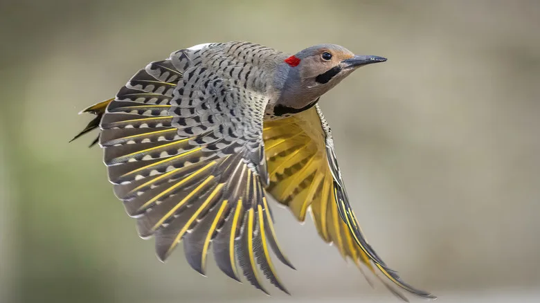 A Northern Flicker in flight.