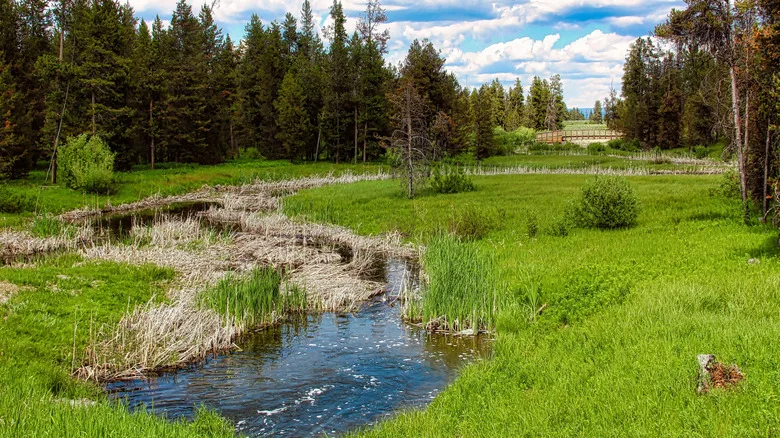Meadows and wooden bridge on a trail in Harriman State Park