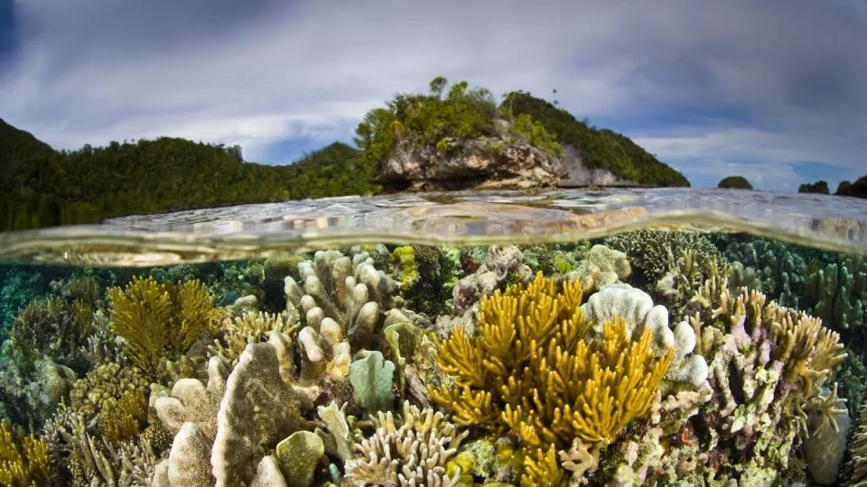 Declared a Global Geopark by UNESCO in 2023, Raja Ampat is a biodiversity hotspot both above and below the surface. - Lamima