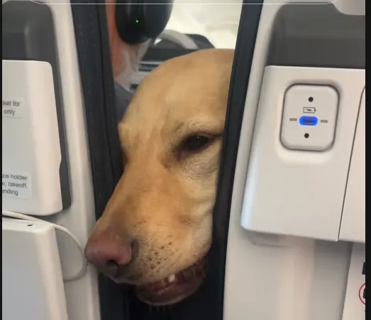 A yellow lab peeks between airplane seats