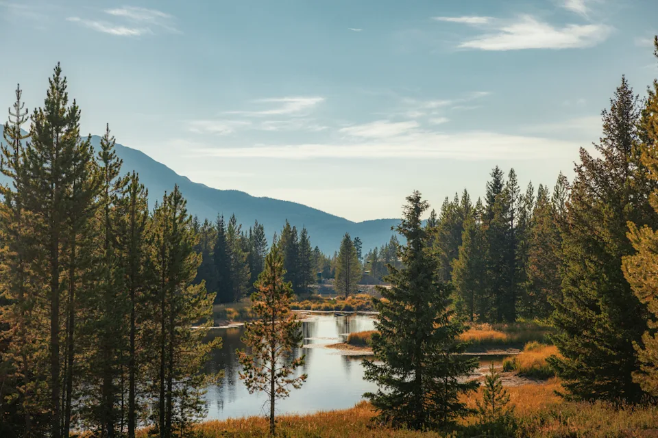 A river winds through the forest with a mountain in the distance