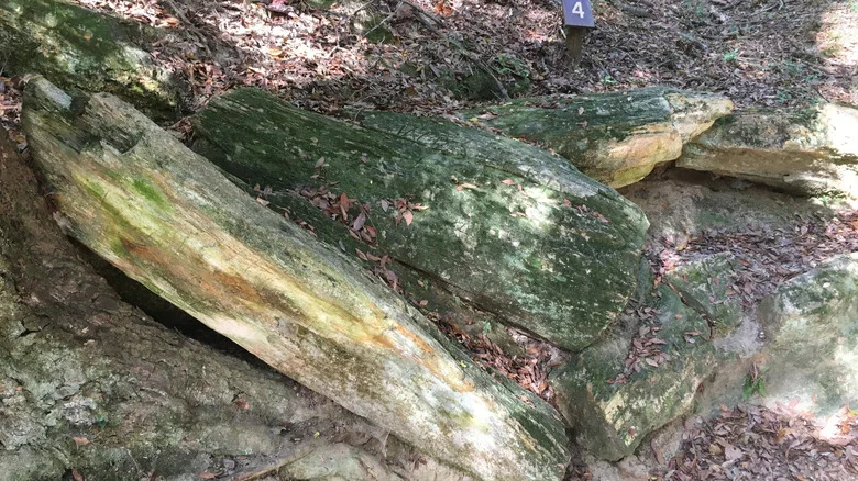Logs on the ground in the Mississippi petrified forest