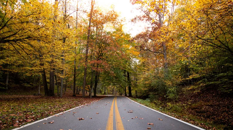 Fall trees surrounding a two-lane road at Chief Logan State Park, West Virginia