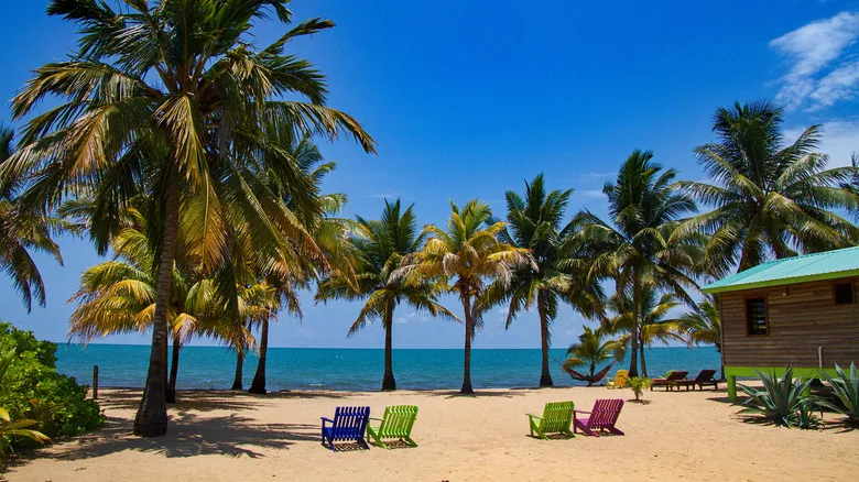 beach with palm trees in Hopkins, Belize