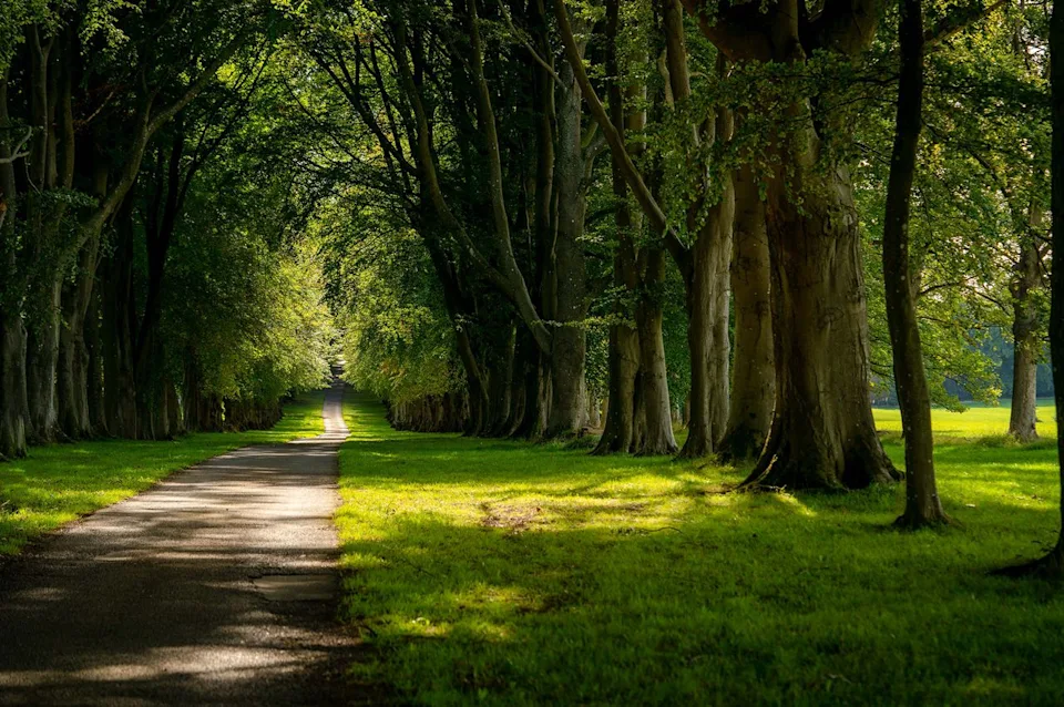 Lucknam Park, Emblems Collection A beautiful view of the grounds at Lucknam Park.