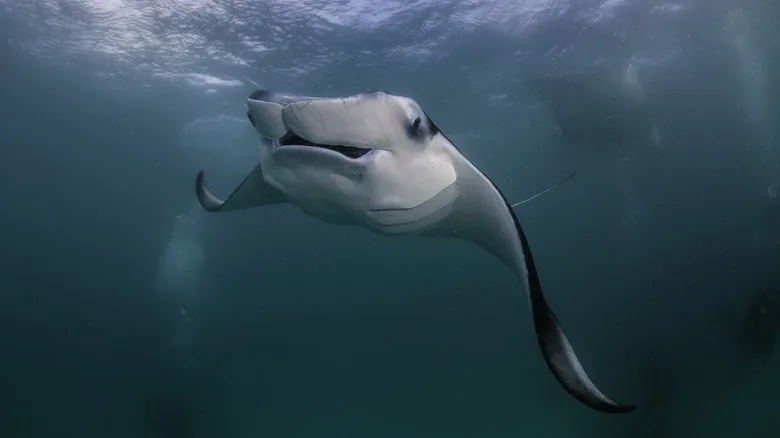 Manta ray feeding at the surface, Hanifaru Bay, Baa Atoll, Maldives.