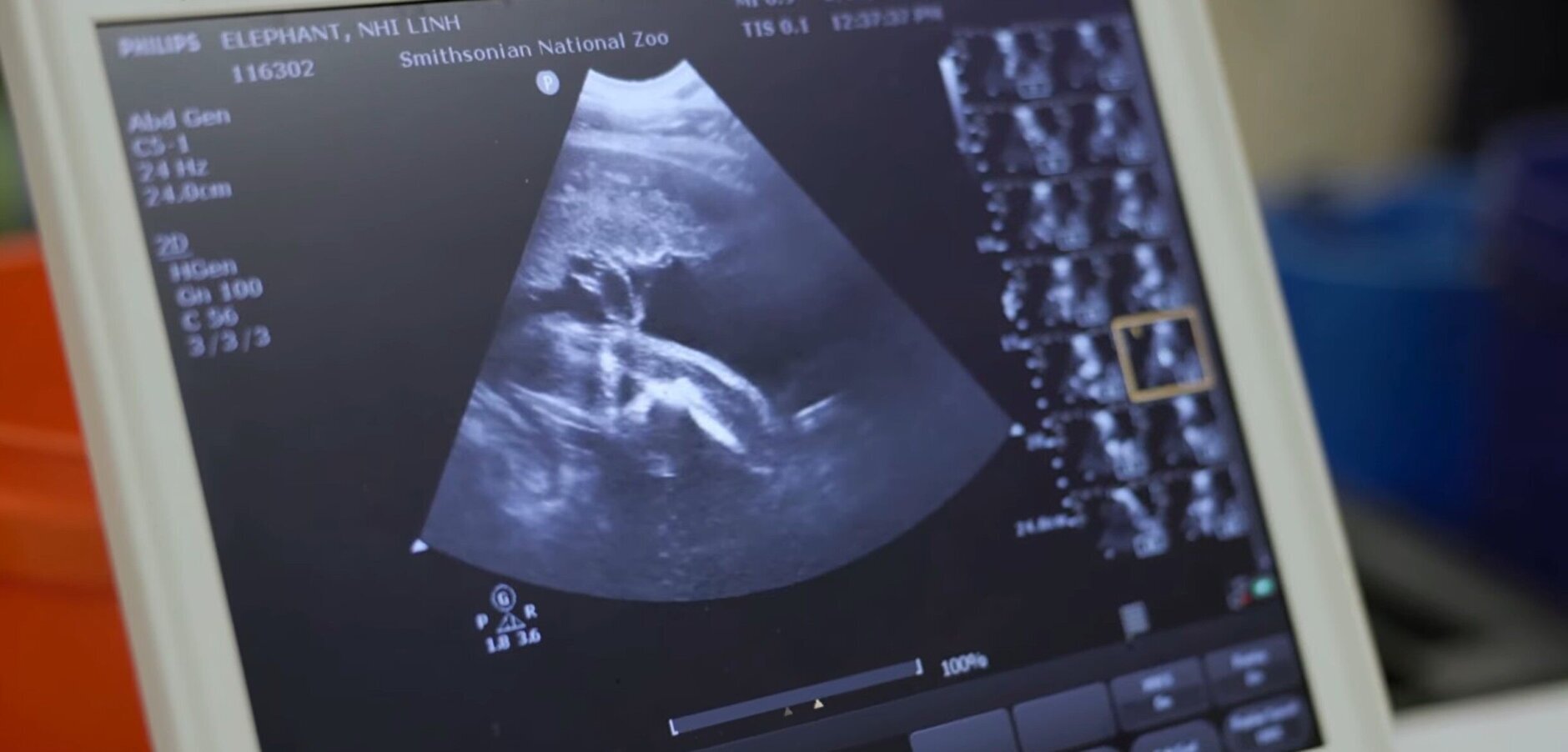 Zookeepers said Nhi Linh has willingly participated in ultrasounds.