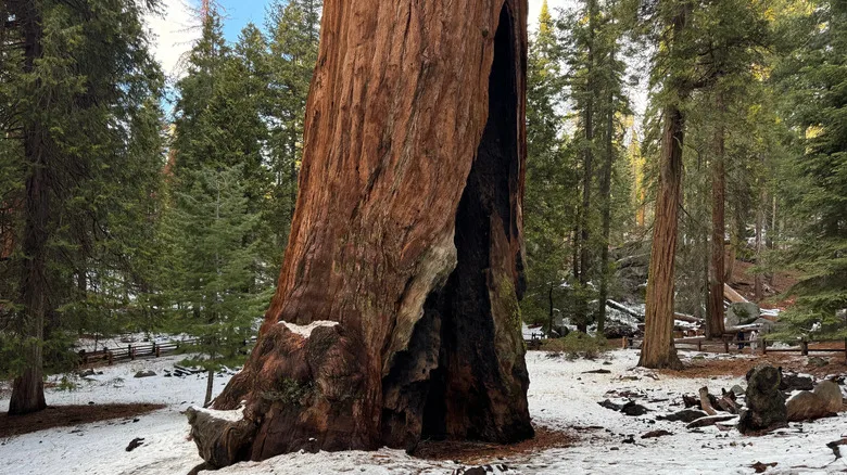 The General Grant Tree surrounded by snow