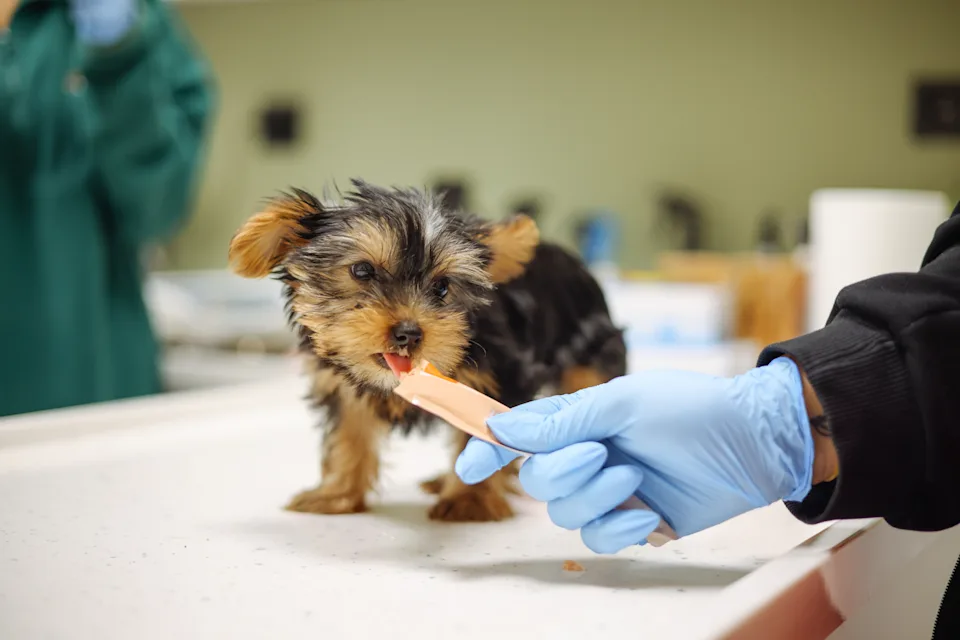 Two nurses giving a pet dog an injection at a veterinary clinic