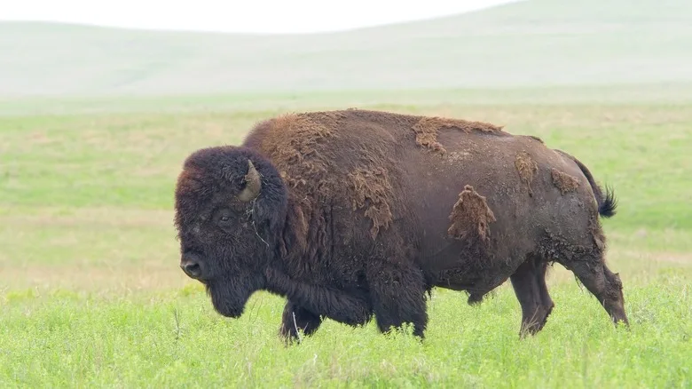 large bison walking in prairie